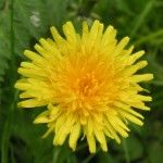 Dandelion Benefits