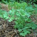 Wormwood