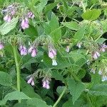 Comfrey Saves Skin and Kills Pain