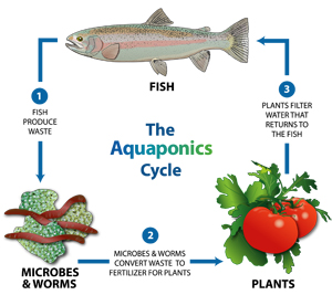 Growing Food With Aquaponics
