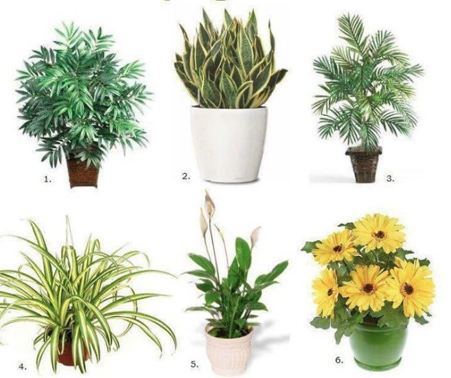 Top 10 Air Purifying House Plants