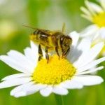 “A Land of Milk and Honey” – Two Forgotten Powerful Medicines. Part 2