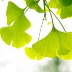 Health Benefits of Ginkgo Biloba