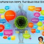 Marine Phytoplankton: The Infographic