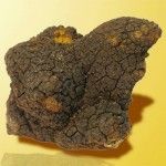 Amazing Health Benefits of Chaga Mushroom