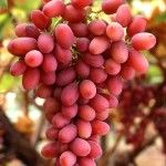 Health Benefits of Grapes