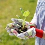 How To Grow These 7 Delicious Foods In Your Garden