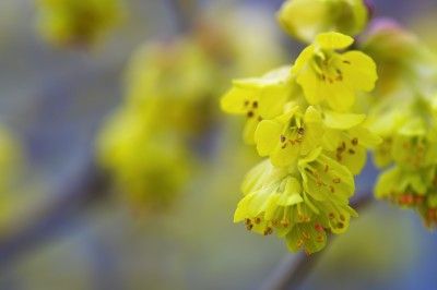 10 Powerful Uses of Witch Hazel For Natural Healing and Skincare