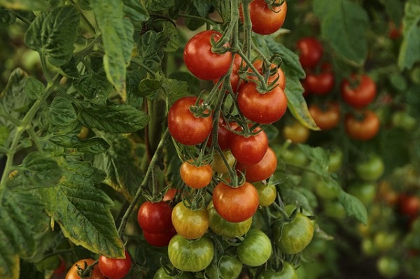 Despite the potential health dangers, tomatoes are packed with nutritional benefits.