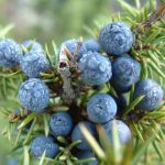 Juniper Berry Benefits