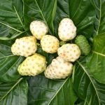 Noni Juice and Its Benefits