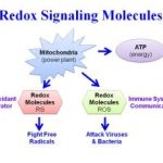 Redox Signaling