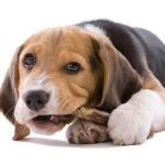 Raw Food Diet for Canine Anxiety