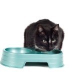 How to Choose a Raw Food Diet for Your Cat