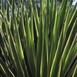 Yucca – a Wonder Plant