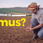 What is Ormus?