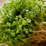 Broccoli Sprouts to Cure Cancer
