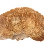 Lion’s Mane Mushroom – The Secret Extract To Stimulate The Growth of Nerve Cells