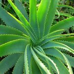 Top 10 Benefits of Aloe Vera