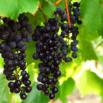 Grapes – A Natural Detoxifier