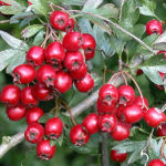 Hawthorn Berries For Your Heart