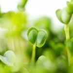 Sprouts – Healthy or Not?