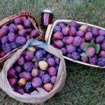 The Health Benefits of Plums
