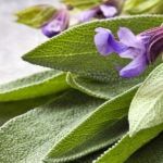 Use Sage To Improve Memory, Increase Attentiveness, and More