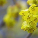 10 Powerful Uses of Witch Hazel For Natural Healing and Skincare
