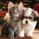 3 Studies Confirm The Healing Powers of Pet Ownership