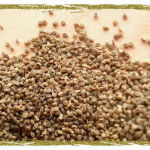 15 Celery Seed Health Benefits You Must Know About