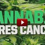 What If Cannabis Cured Cancer?