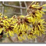 Witch Hazel – Healing Skin Problems For Thousands Of Years