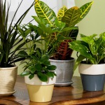 Top 10 Air Purifying Plants for Your House