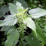 The Surprising Benefits of Stinging Nettle
