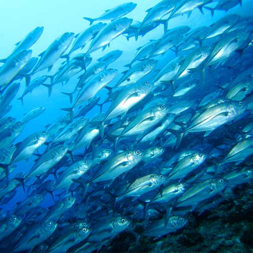 contaminated-fish-mackerel