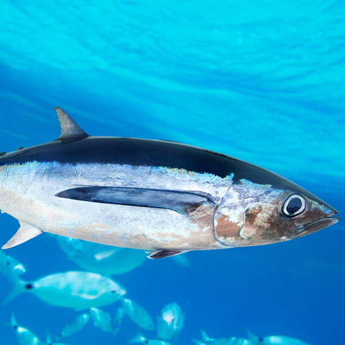 contaminated-fish-tuna