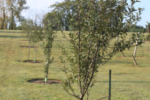 The trees in our three-year old mini-orchard are thriving thanks in part to plenty of watering