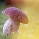Magic Mushrooms: Scientists Discover How the Magic Works