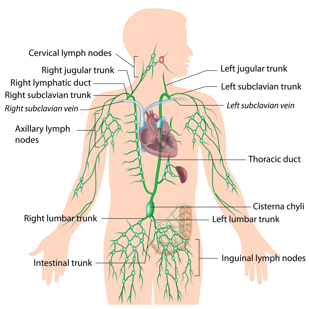Diagram of the Lymphatic system without missing link Via: Alila Medical Media