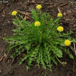 Dandelion Root May Help Cancer Patients