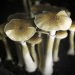 Psilocybin Mushrooms: Microdosing for Wellbeing