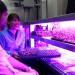 Hydroponic Farming: Innovative Agriculture