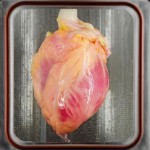 Artificial Heart Transplant Created in Lab