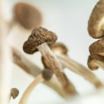 Psilocybin Mushrooms Rebuilding Damaged Brains