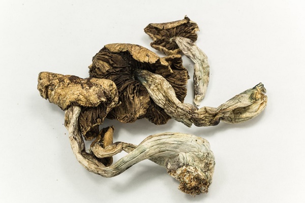 psilicybin-mushrooms