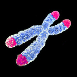 A chromosome with telomeres in red.