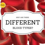 Why Are There Different Blood Types?