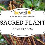 A Shaman’s Guide to the Sacred Plant Ayahuasca