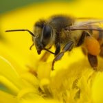 Bee Venom and Beauty – What’s All the Buzz About?